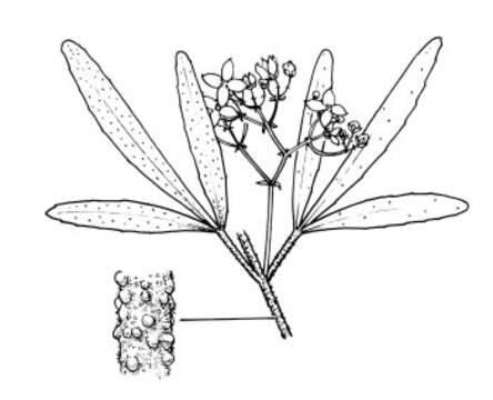 Image of Zieria floydii J. A. Armstr.