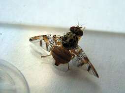 Image of Mediterranean fruit fly