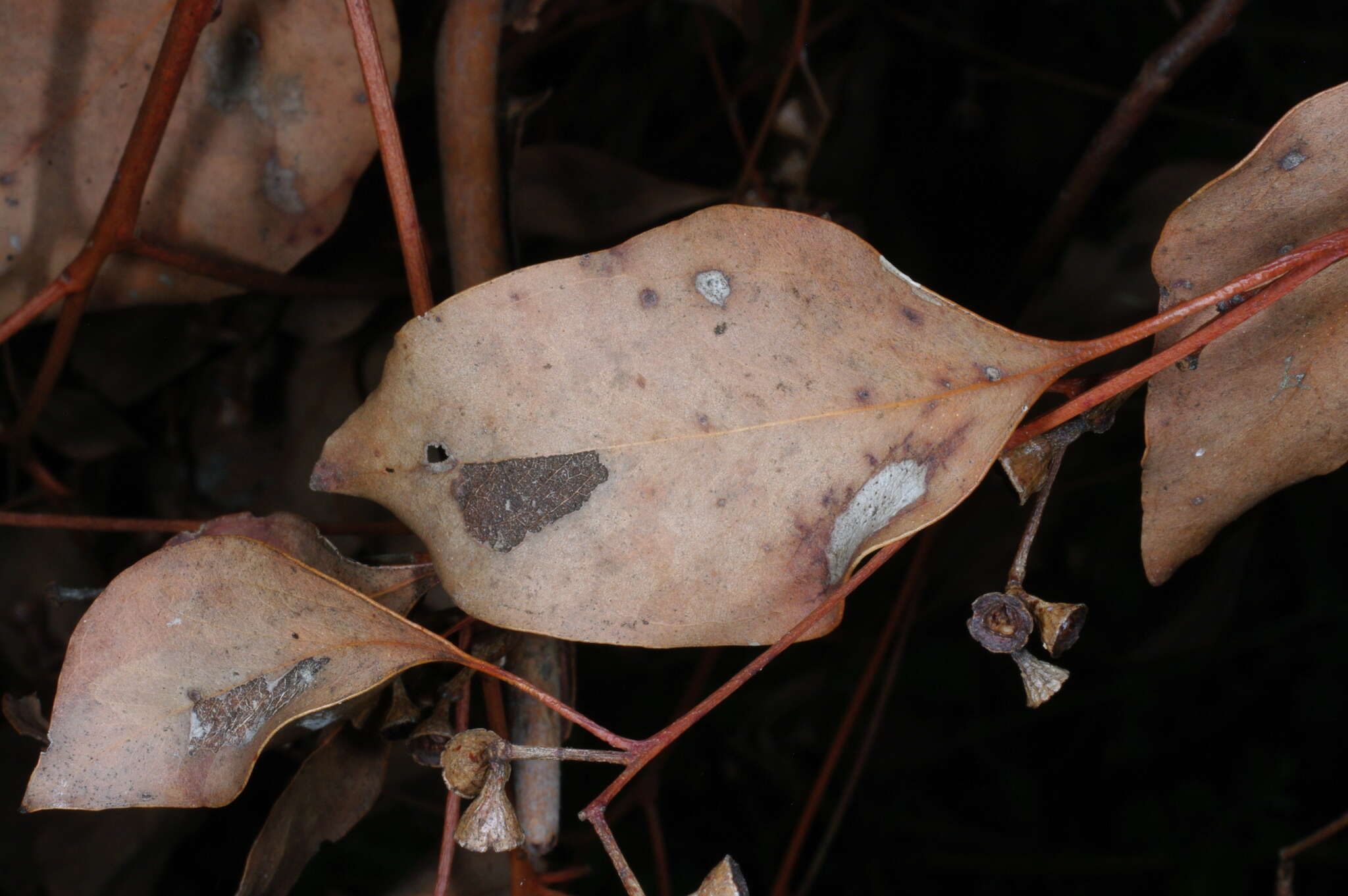 Image of Eucalyptus baueriana subsp. thalassina Rule