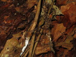 Image of Leptotarsus (Macromastix) binotatus (Hutton 1900)