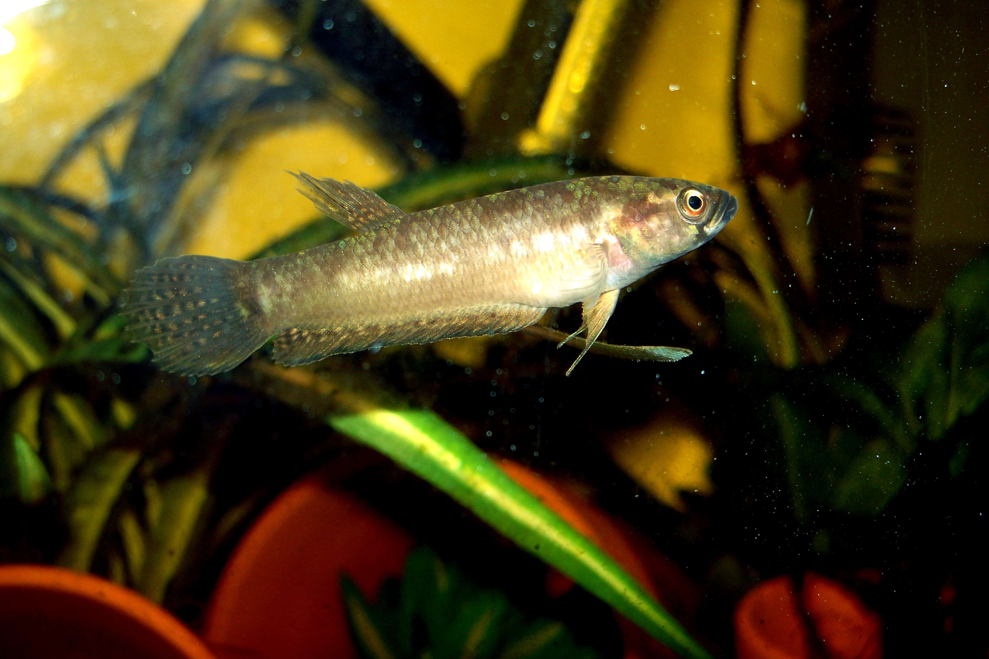 Image of Betta pallifina Tan & Ng 2005