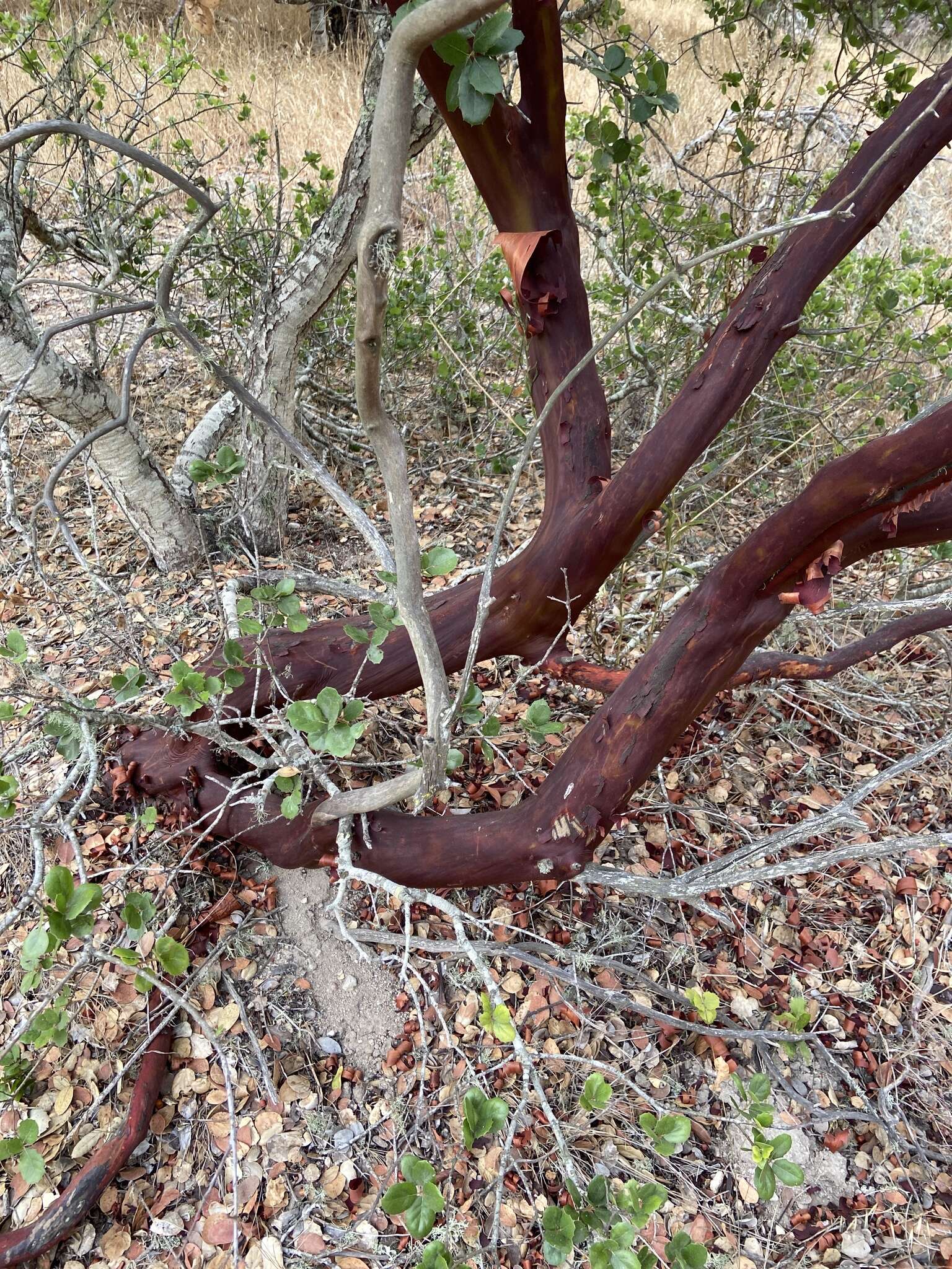 Image of Monterey manzanita