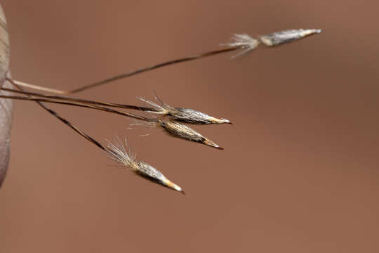 Слика од Austrostipa blackii (C. E. Hubb.) S. W. L. Jacobs & J. Everett