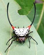 Image of Gasteracantha sanguinea Dahl 1914