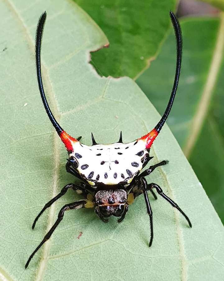 Image of Gasteracantha sanguinea Dahl 1914