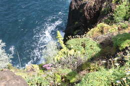 Image of Aeonium canariense subsp. christii (Burchard) Bañares