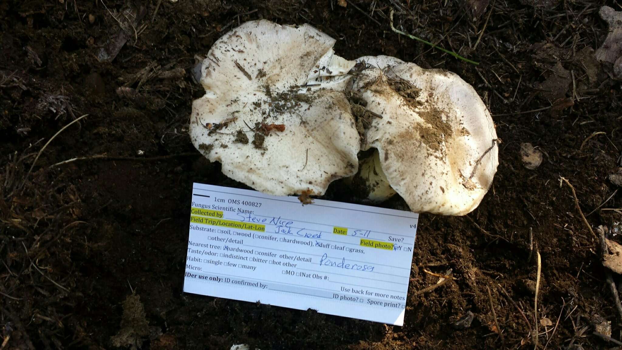 Image of Tricholoma vernaticum Shanks 1996