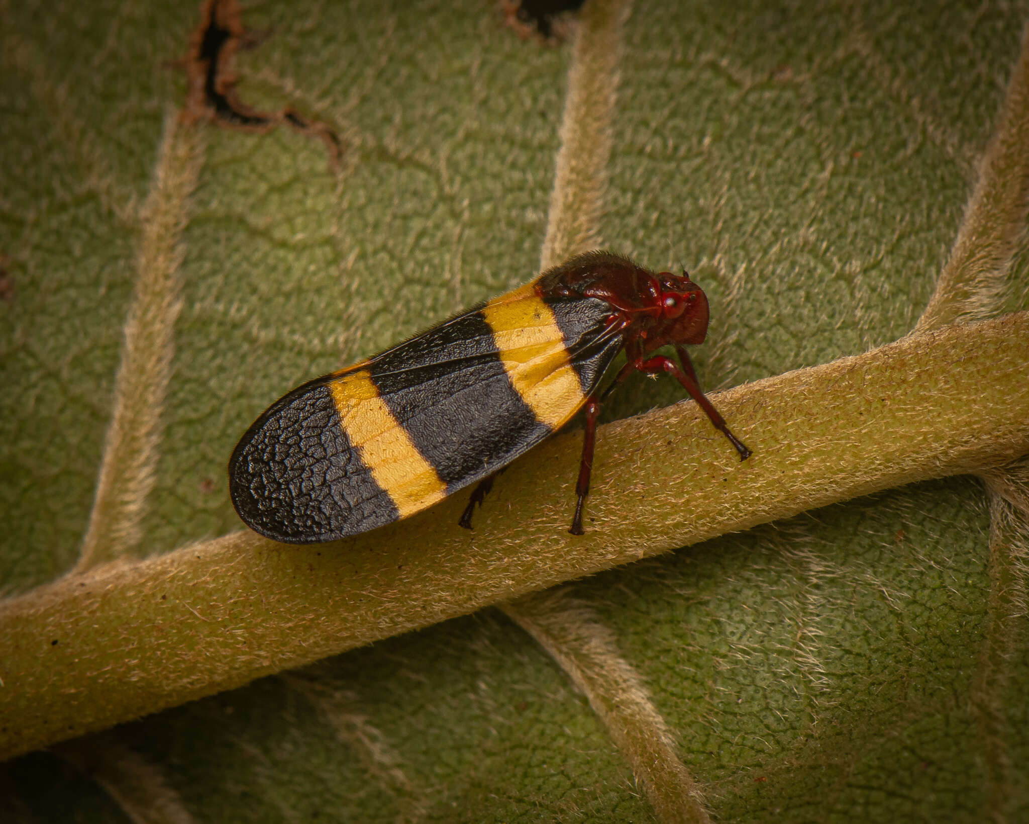 Image of Sphenorhina rubra (Linné 1758)