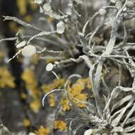 Imagem de Ramalina cuspidata (Ach.) Nyl.