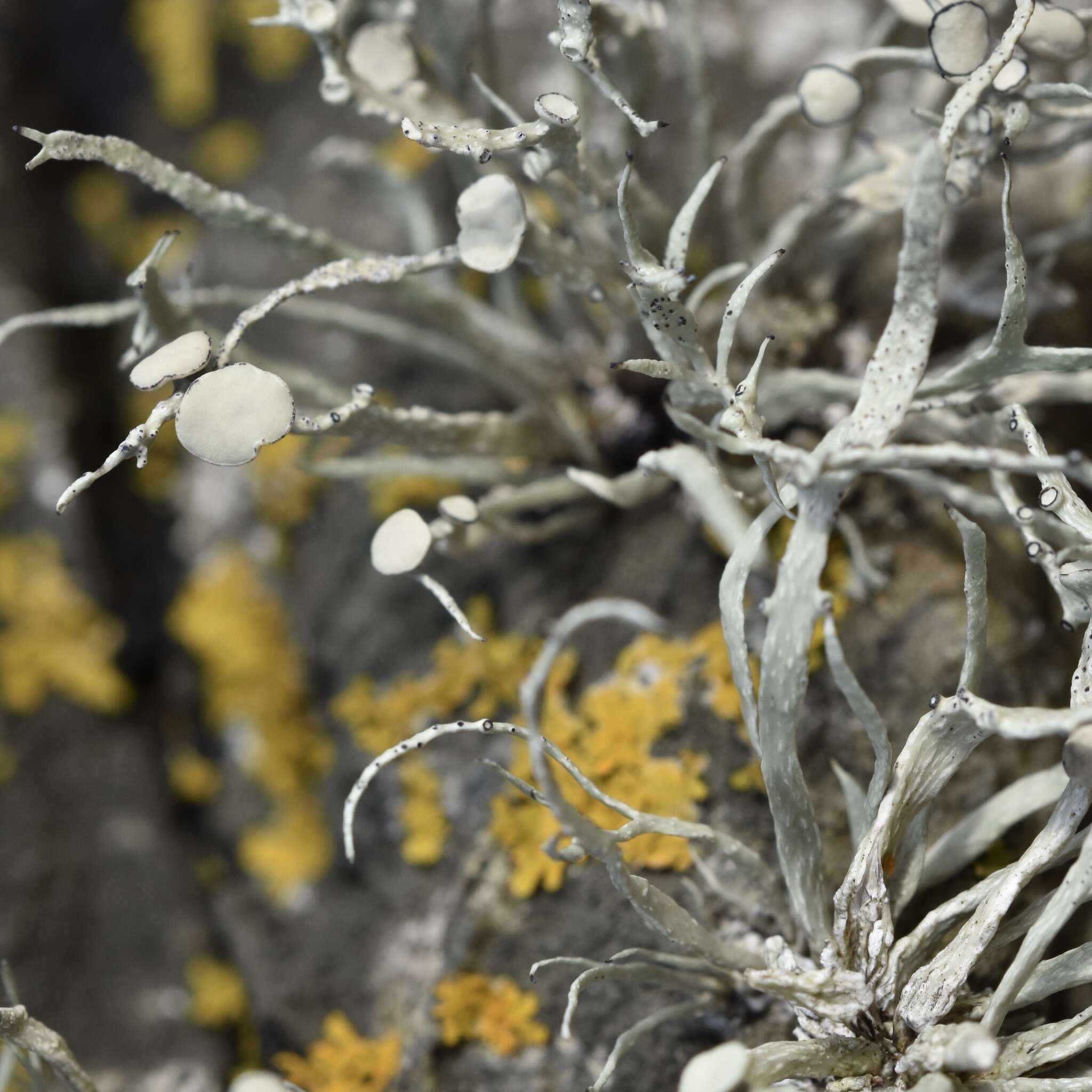 Image of Ramalina cuspidata (Ach.) Nyl.