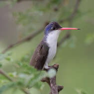 Plancia ëd Leucolia violiceps (Gould 1859)