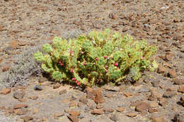 Image of Opuntia dillenii