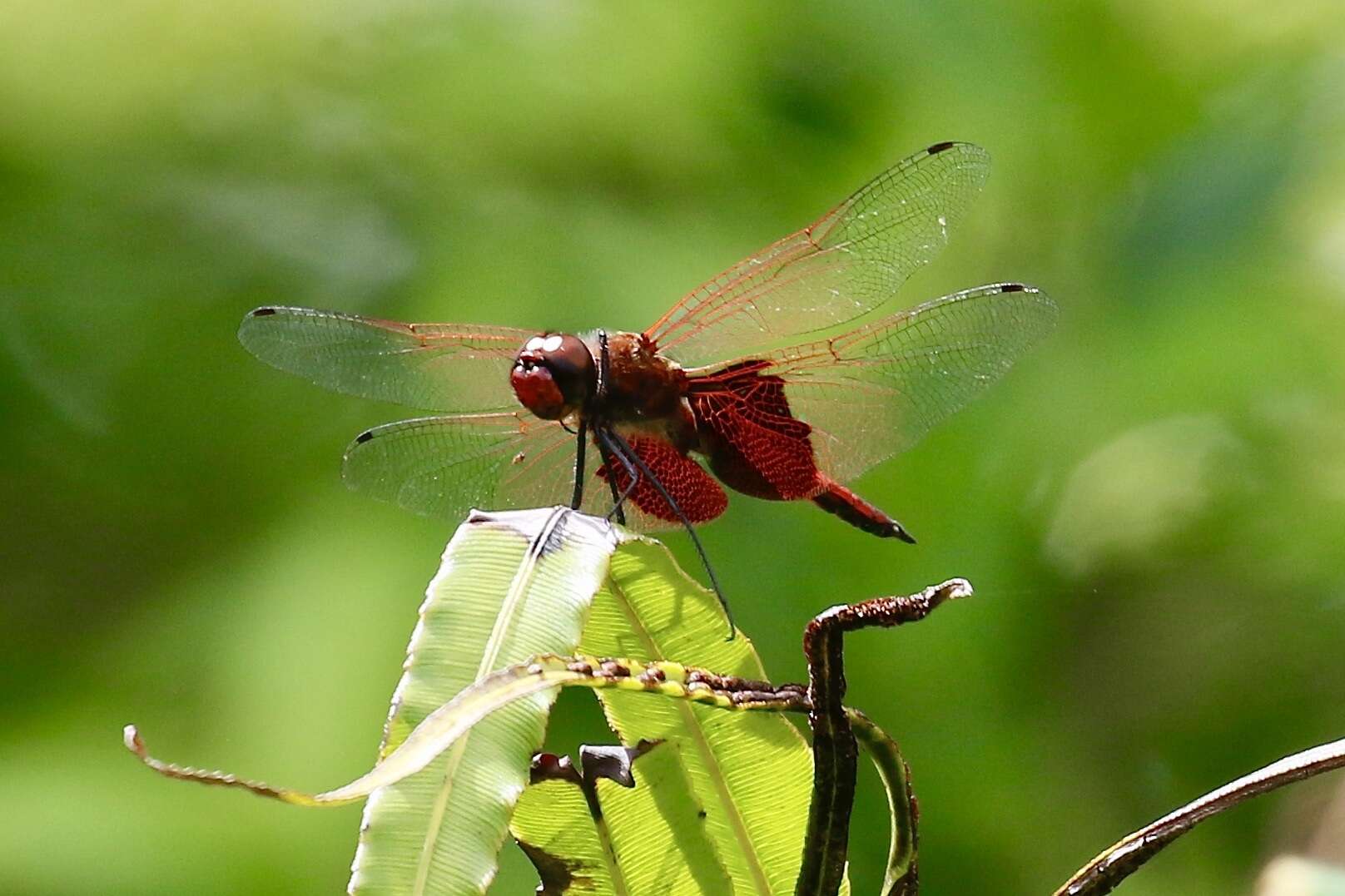 Imagem de Tramea eurybia Selys 1878