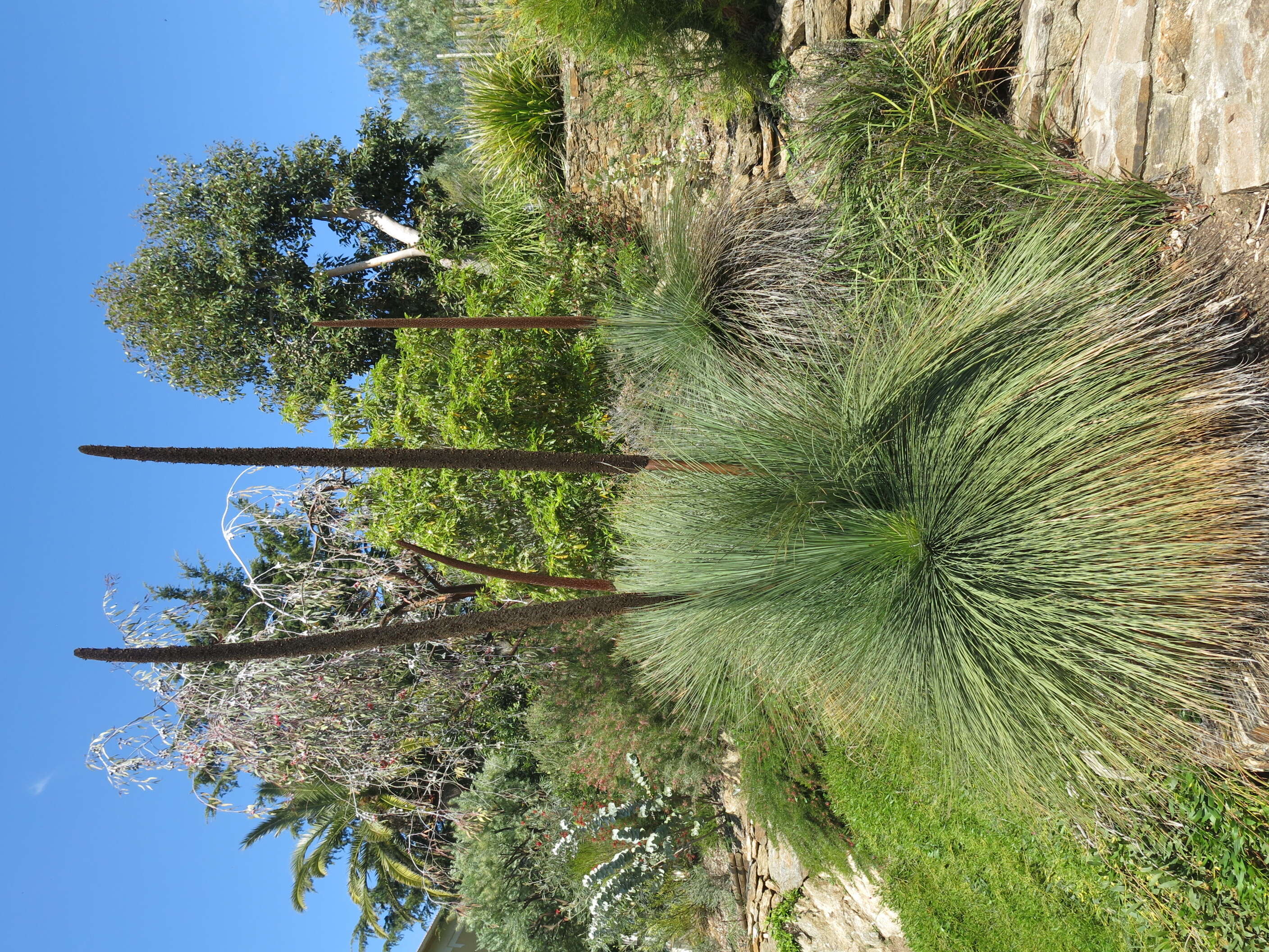 Image of Xanthorrhoea glauca D. J. Bedford