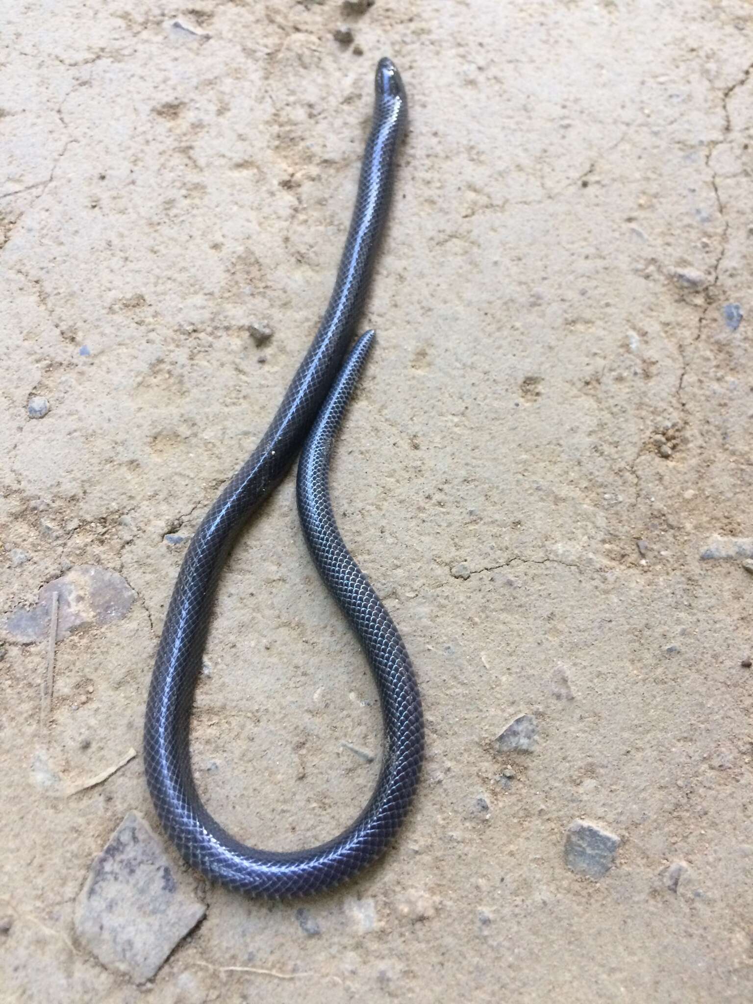 Image of Bibron’s Stiletto Snake