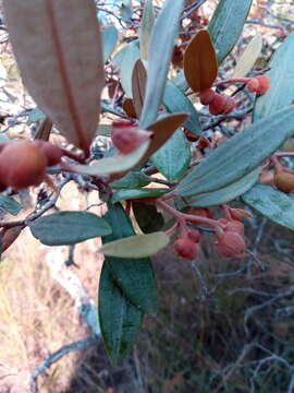 صورة Sarcolaena oblongifolia F. Gérard