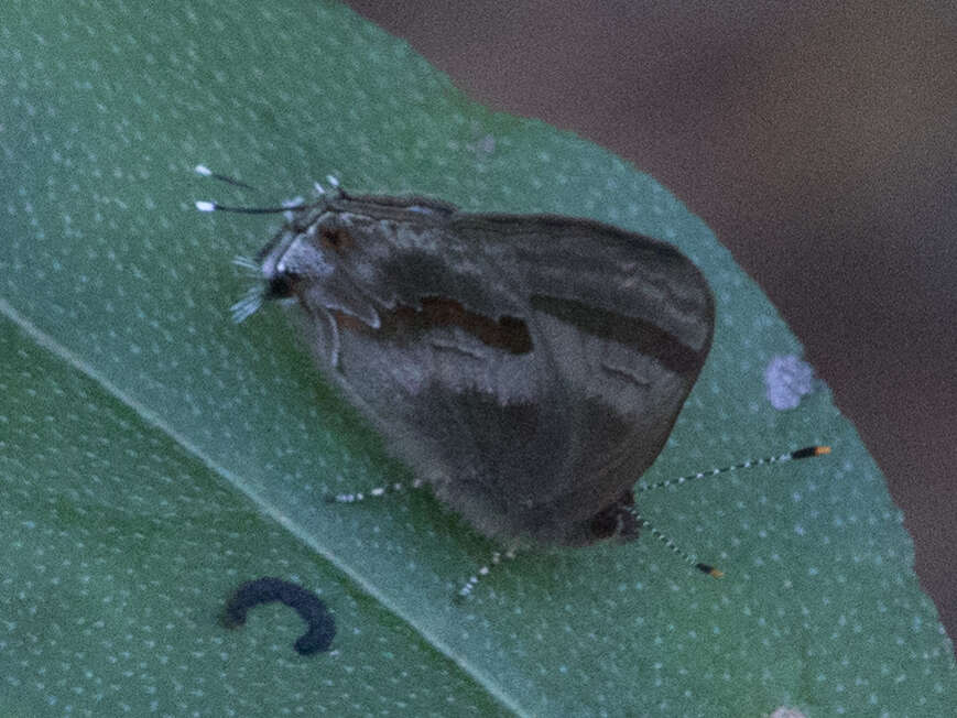 Image of Rubroserrata ecbatana