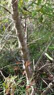 Image de Hakea trifurcata (Sm.) R. Br.