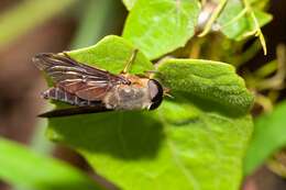 صورة Tabanus fumipennis Wiedemann 1828