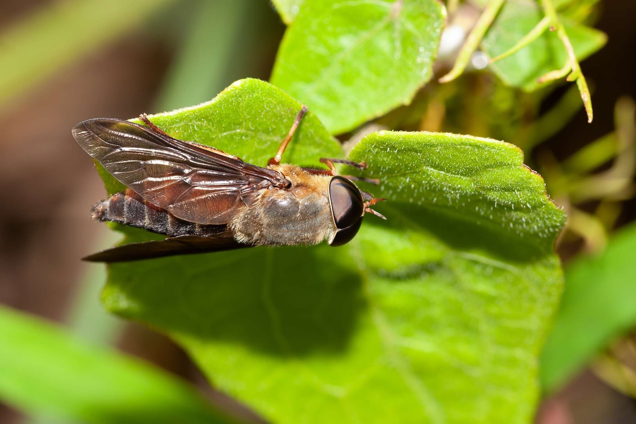 صورة Tabanus fumipennis Wiedemann 1828