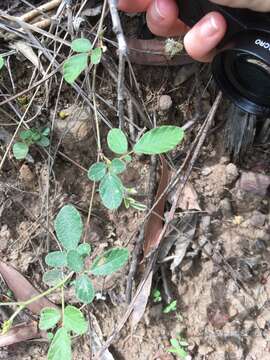 Image of Desmodium rhytidophyllum Benth.