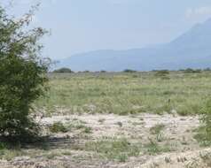 Image of Burrowing Owl