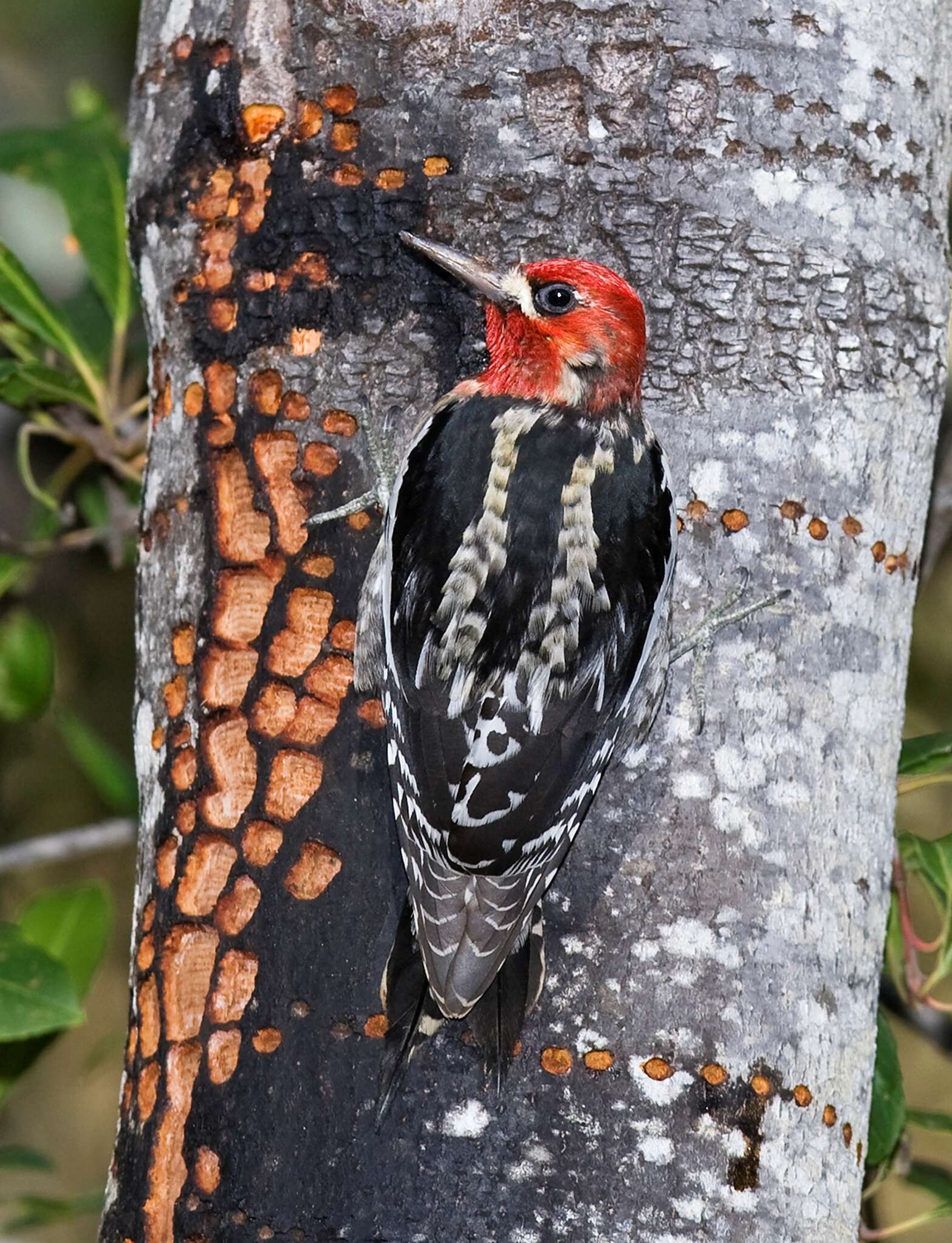 Image of Sapsucker