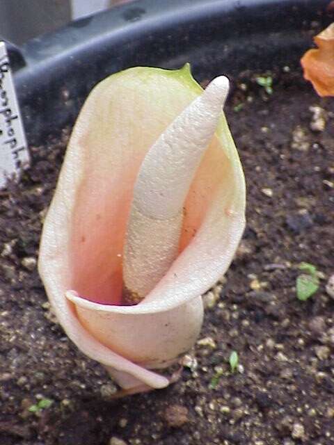 Image of amorphophallus