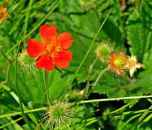 Image of Geum coccineum Sibth. & Sm.