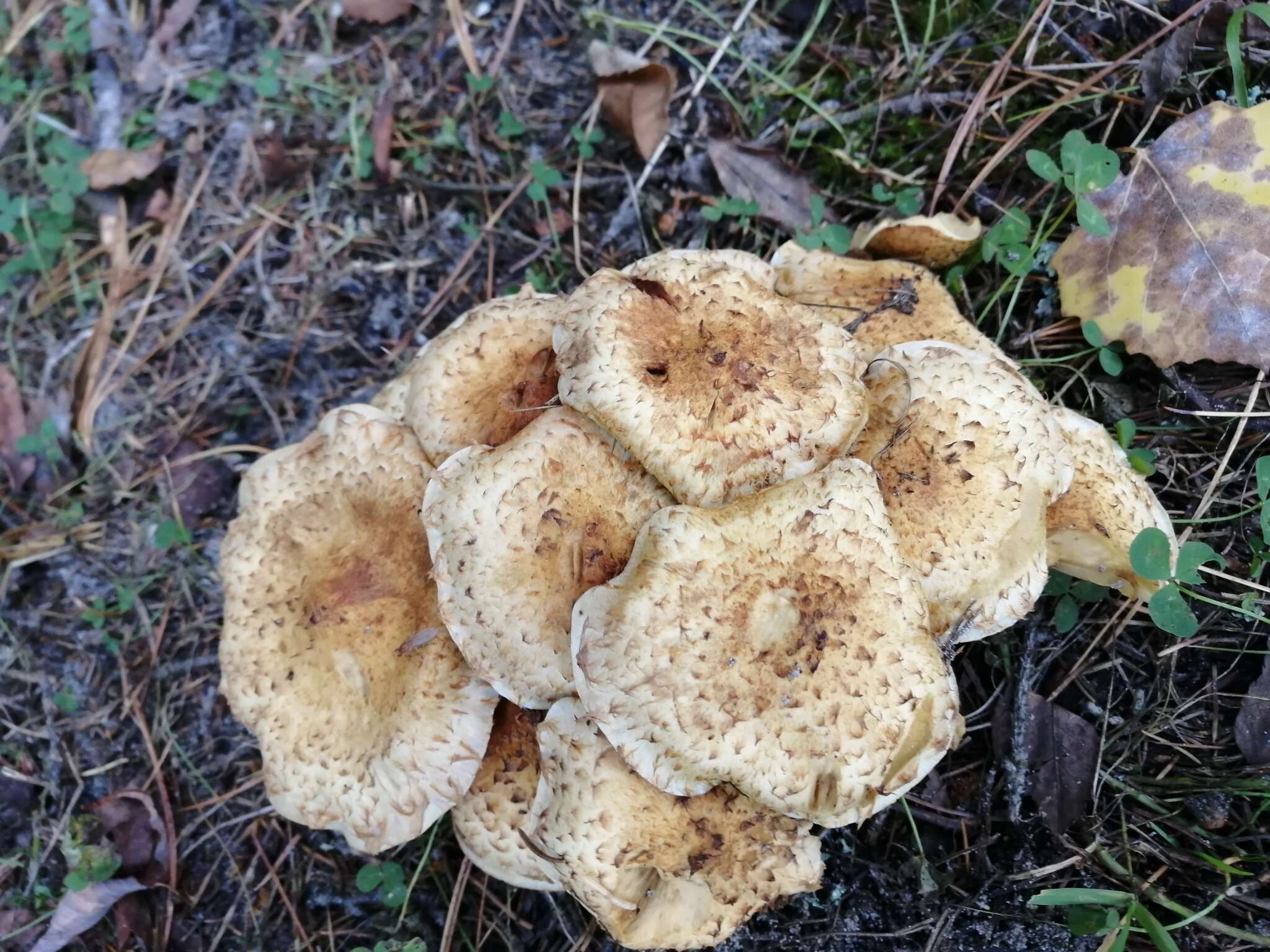 Imagem de Pholiota kodiakensis A. H. Sm. & Hesler 1968