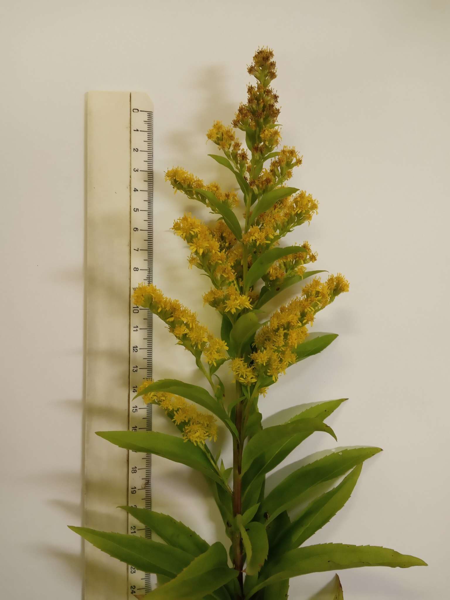 Image de Solidago snarskisii