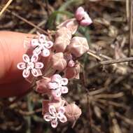 Image de Asclepias rosea Kunth