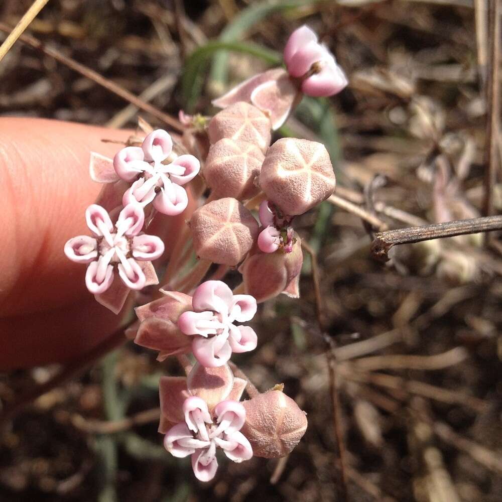 Image de Asclepias rosea Kunth