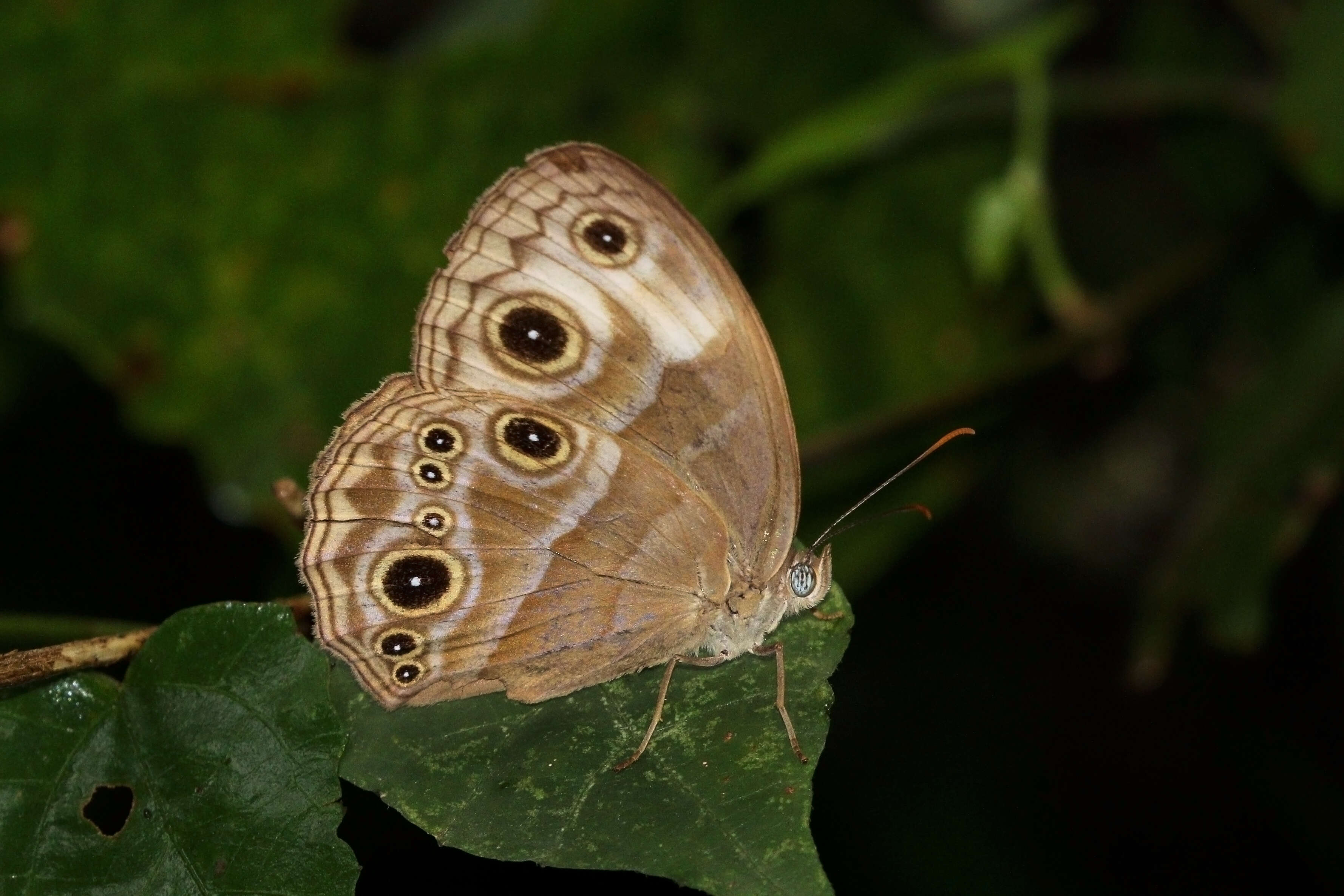 Image of Small Stately Bush-brown