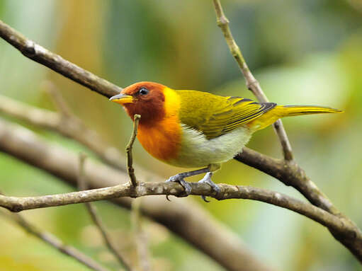 Image of Rufous-headed Tanager