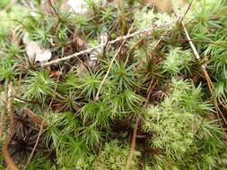 Image of Polytrichastrum ohioense G. L. Smith 1971