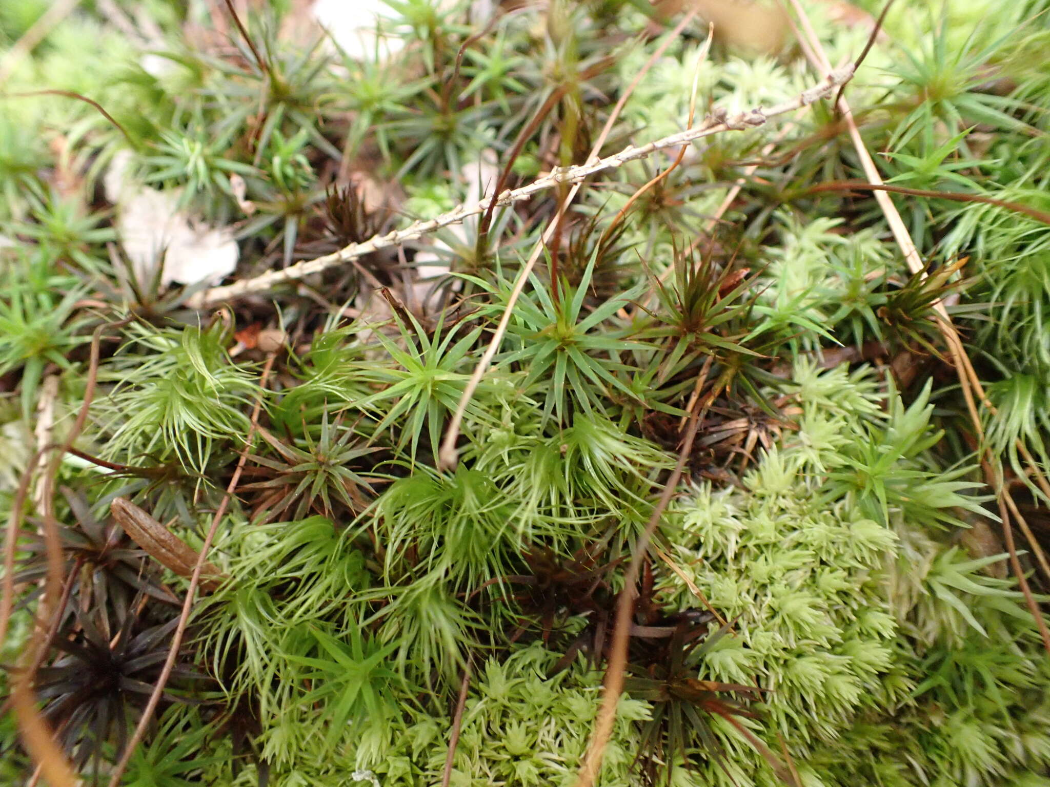 Image of Polytrichastrum ohioense G. L. Smith 1971