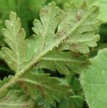 Sivun Peronospora erodii kuva