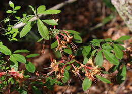 Imagem de Rhododendron austrinum (Small) Rehd.