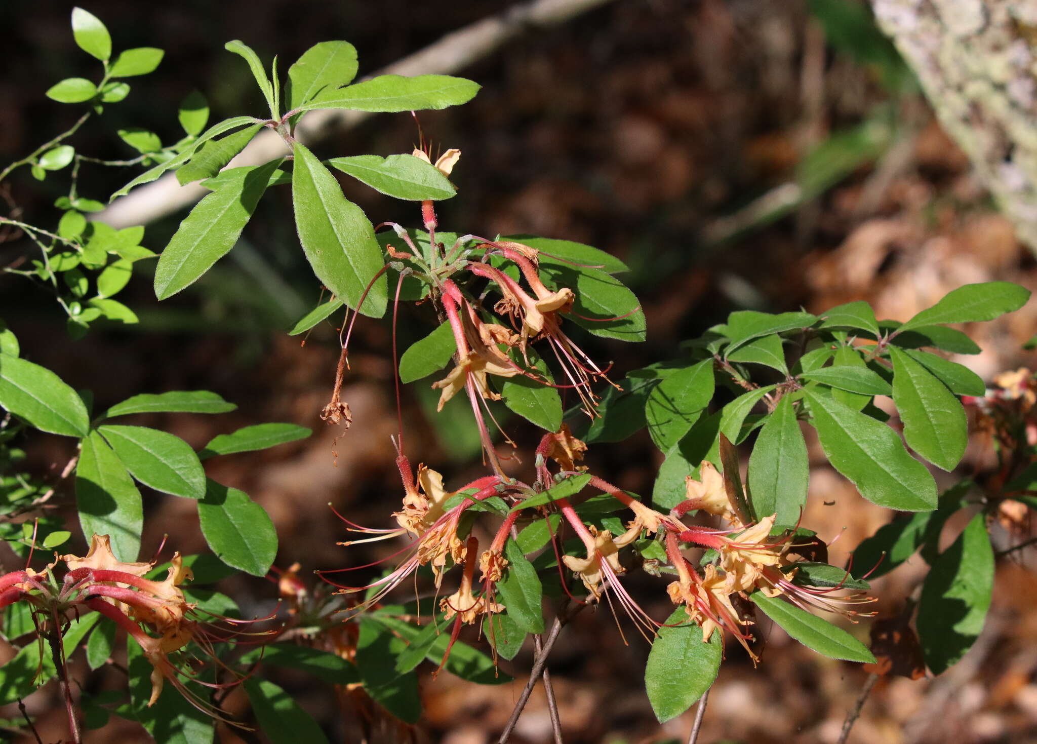 Image of orange azalea