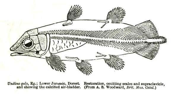 صورة Undinula Scott A. 1909