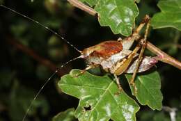 Image of Neduba castanea (Scudder & S. H. 1899)