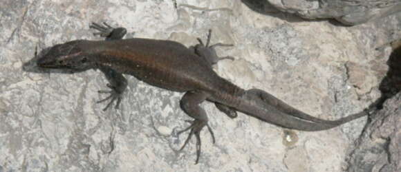 Image of Boettger's Lizard