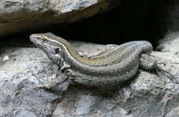 Image of Boettger's Lizard