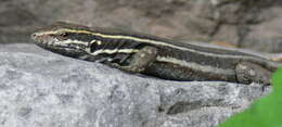 Image of Boettger's Lizard
