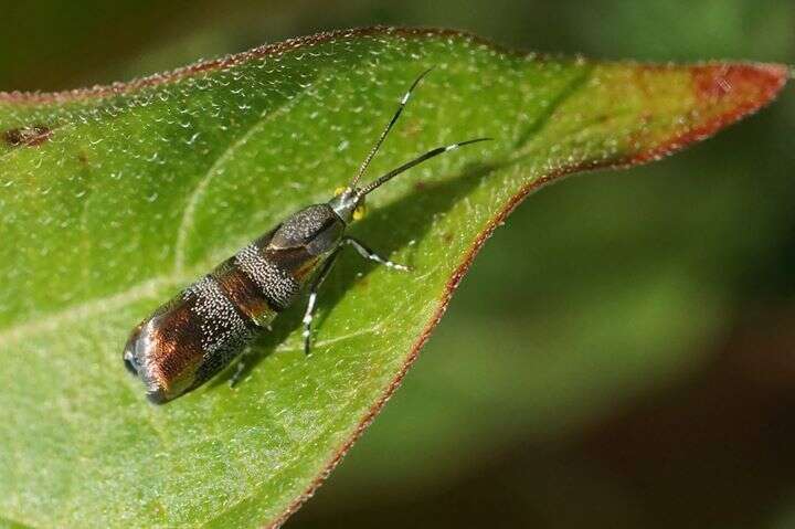 Image of Slosson's Metalmark Moth