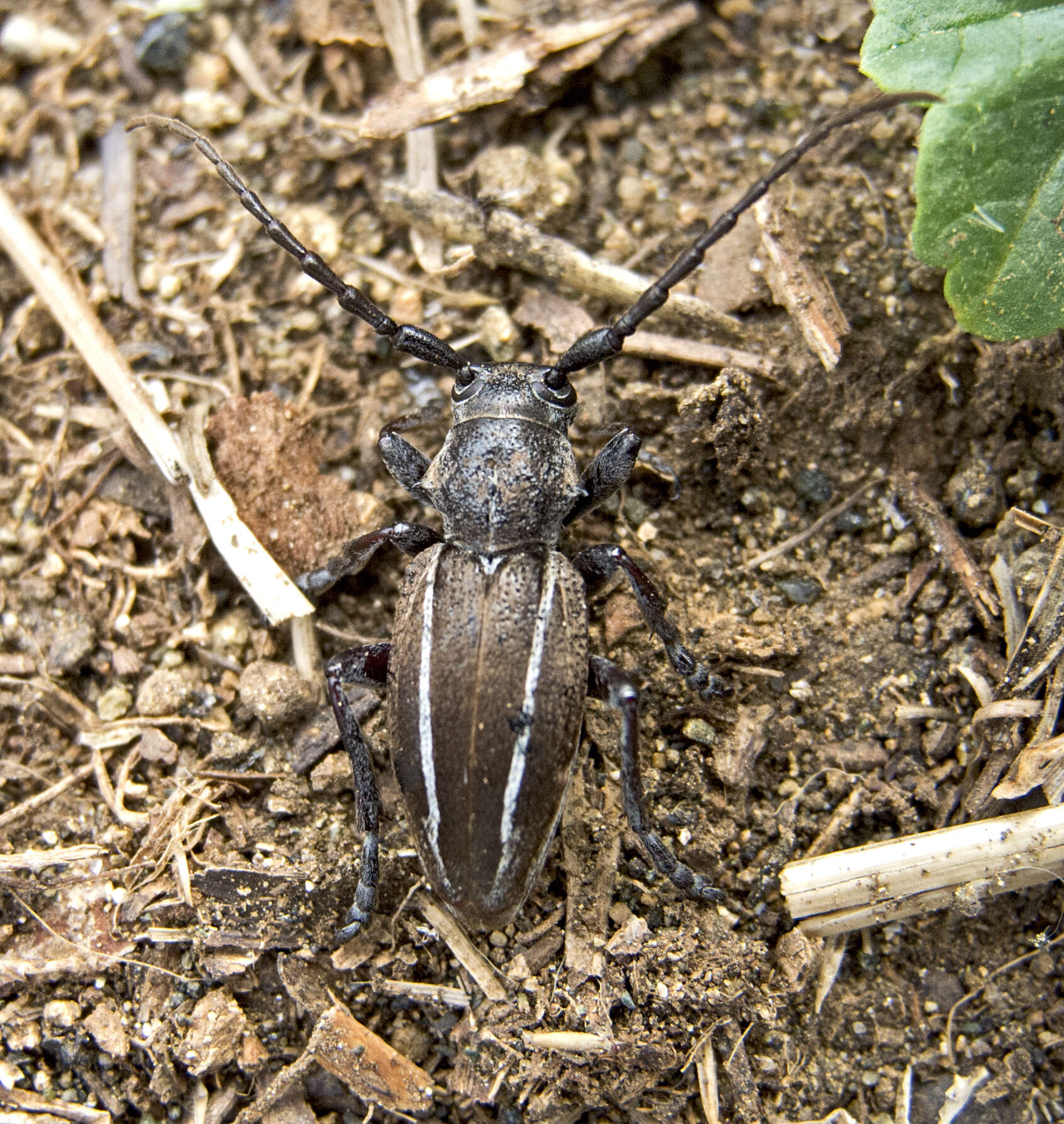 Image of Neodorcadion bilineatum (Germar 1824)