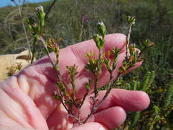 Image of Gnidia laxa (L. fil.) Gilg