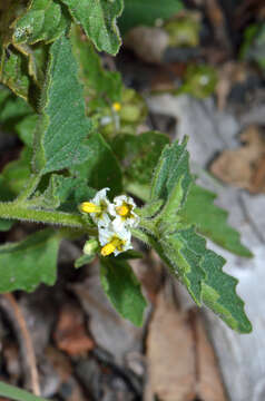 Image of Green Nightshade