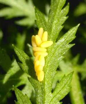 Image of Chrysolina graminis